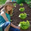 Protective cover against pests green vegetables Small snail plant cover Green plant pot holder bottom